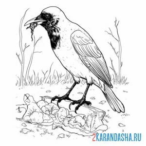 Раскраска сорока что-то нашла