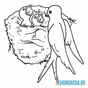 Раскраска ласточкино гнездо птенцы