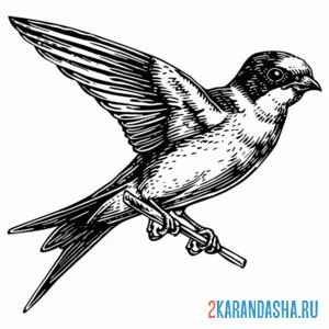 Раскраска ласточка фото