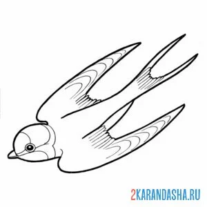 Раскраска ласточка