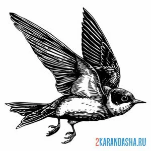 Раскраска ласточка летит настоящая