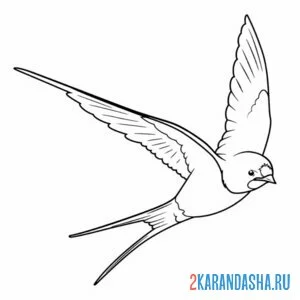 Раскраска ласточка на охоте