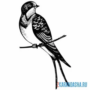 Раскраска ласточка на ветке