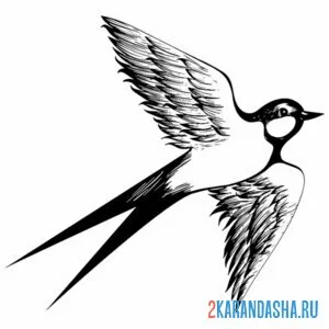 Раскраска ласточка парящая