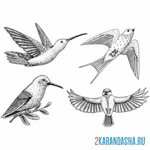 Раскраска колибри ласточка синичка