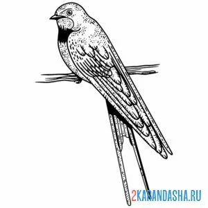 Раскраска красивая ласточка на ветке