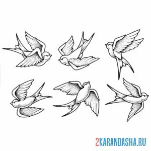 Раскраска разные ласточки