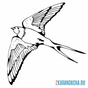 Раскраска ласточка вид снизу