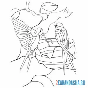 Раскраска две ласточки в гнезде