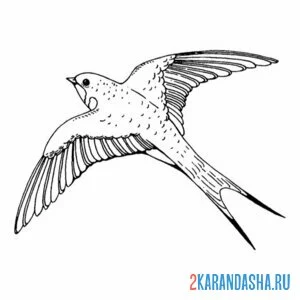 Раскраска ласточка птичка