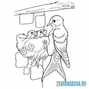 Раскраска ласточка гнездо кормит птенцов