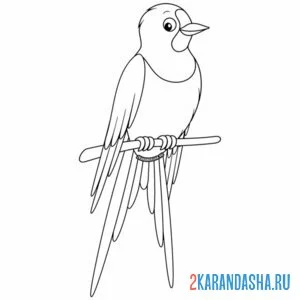 Раскраска ласточка красивая на ветке