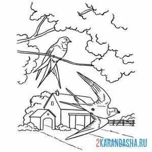 Раскраска ласточка семейная пара