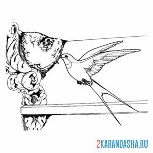Раскраска гнездо ласточки и птенчики