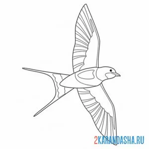 Раскраска ласточка расправила крылья