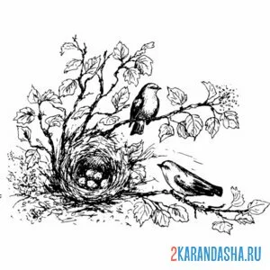 Раскраска необычное полевое гнездо