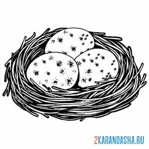Раскраска три яйца в гнезде