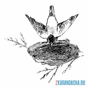 Раскраска птичка вьет гнездо