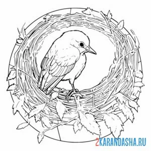 Раскраска красивое гнездо и птичка