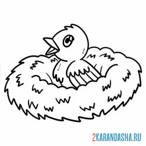 Раскраска птенчик в гнезде