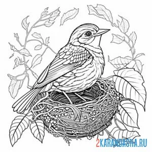 Раскраска мама птичка в гнезде