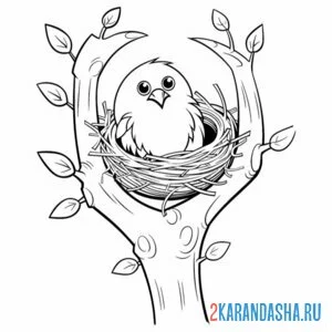 Раскраска смешной птенчик в гнезде