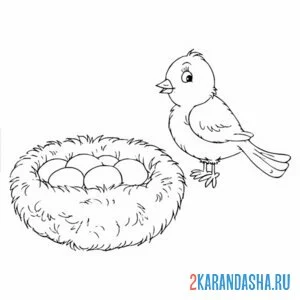 Раскраска птичка снесла яйца в гнезде