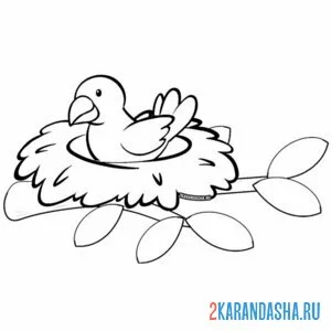 Раскраска гнездо на ветке дерева