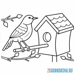 Раскраска скворец у скворечника