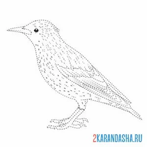 Раскраска скворец обведи по линии