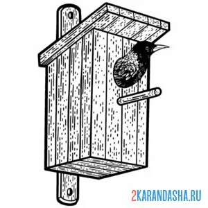 Раскраска скворец сидит в скворечнике