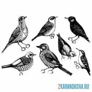 Раскраска скворцы птицы