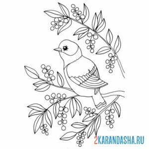 Раскраска скворец на ветке