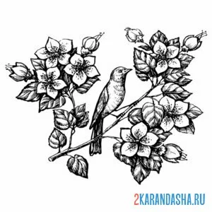 Раскраска скворец в цветах тату