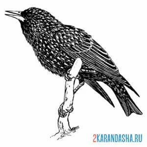 Раскраска скворец поет