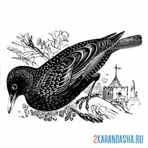 Раскраска скворец в россии
