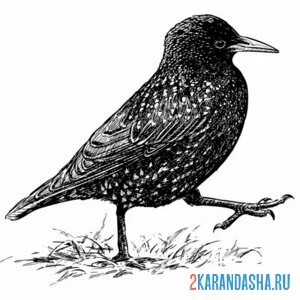 Раскраска скворец гуляет