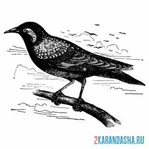 Раскраска скворец в поле