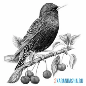 Раскраска скворец на веточке