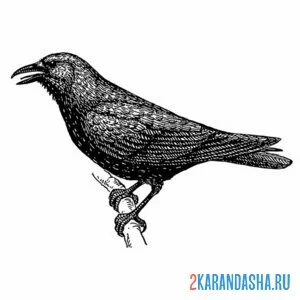Раскраска скворец открыл клюв