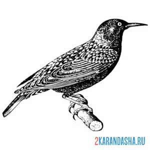 Раскраска скворец готовится к полету