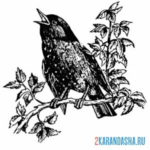Раскраска скворец певец