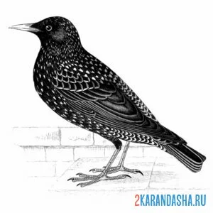 Раскраска скворец деловой