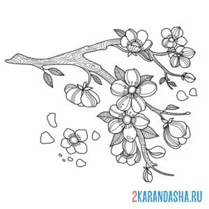 Раскраска цветущая вишня