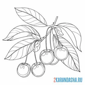 Раскраска четыре вишни на ветке