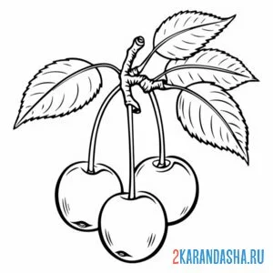 Раскраска вишенка повисла