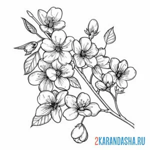 Раскраска цветущая ветки вишни