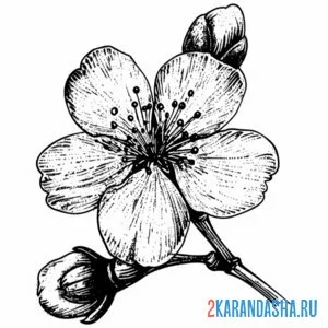 Раскраска цветение вишни