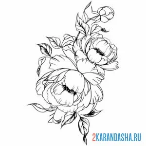 Раскраска пион и бутон