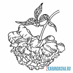 Раскраска пион цветок